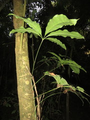 Anthurium pentaphyllum