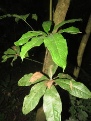 Anthurium pentaphyllum
