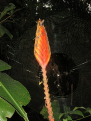 Heliconia episcopalis