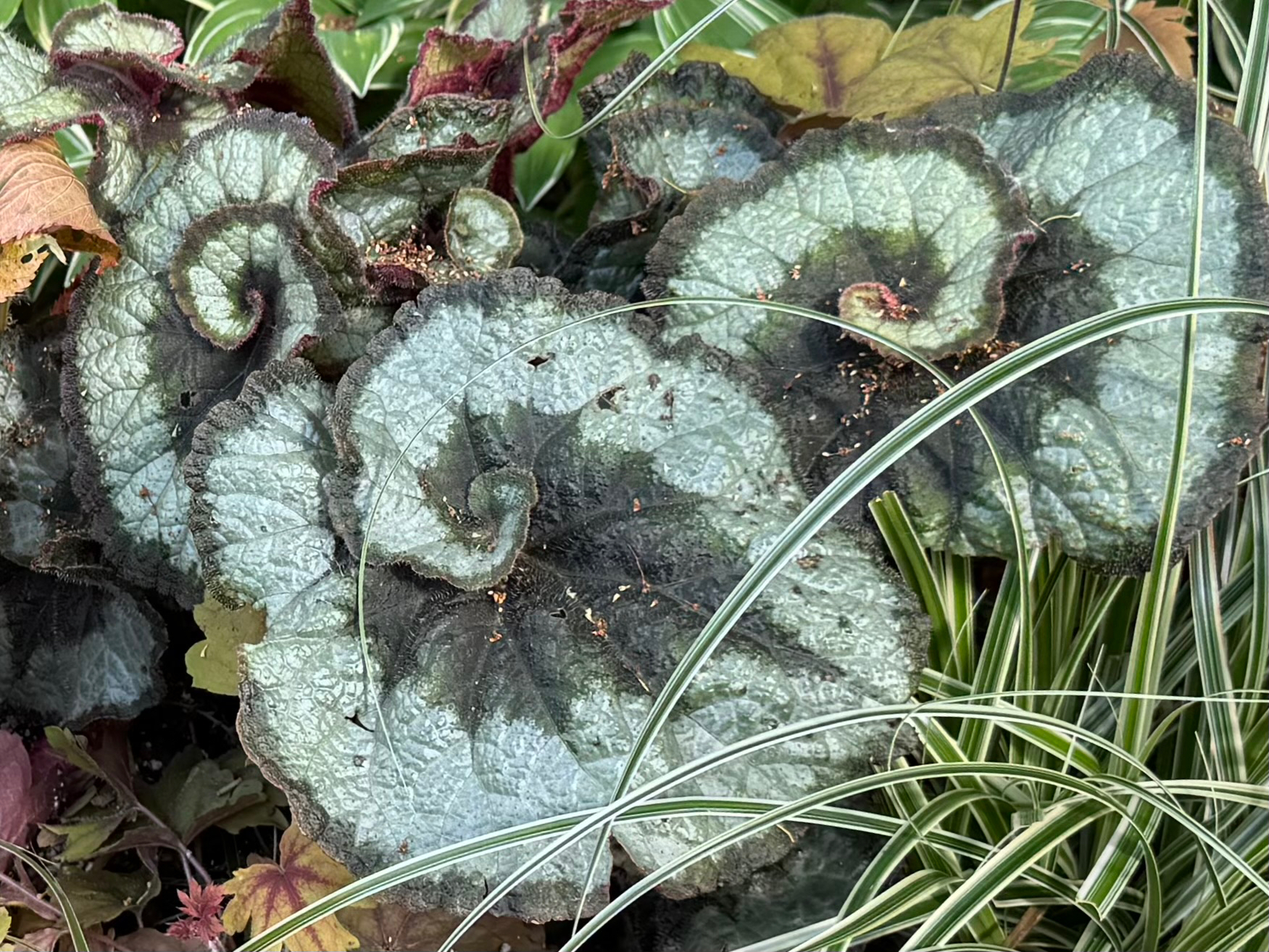 Rex begonia