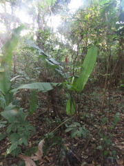 Heliconia episcopalis