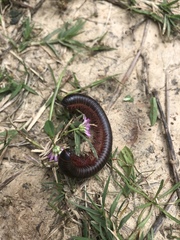 Narceus americanus
