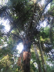 Astrocaryum murumuru