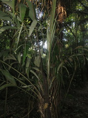 Astrocaryum murumuru