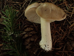 Melanoleuca angelesiana