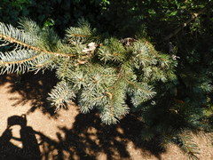 Picea