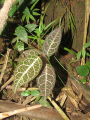 Echites rubrovenosus