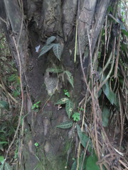 Echites rubrovenosus