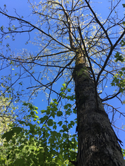 Carya myristiciformis