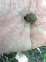 Carya myristiciformis