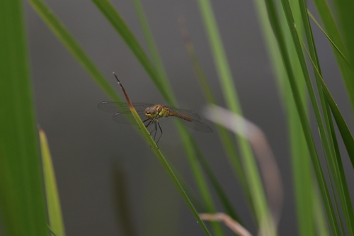 Common Darter