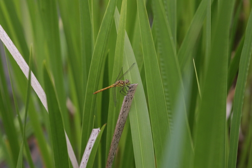 Vagrant Darter
