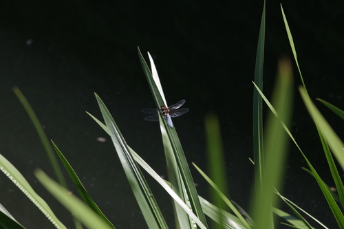 Broad-bodied Chaser