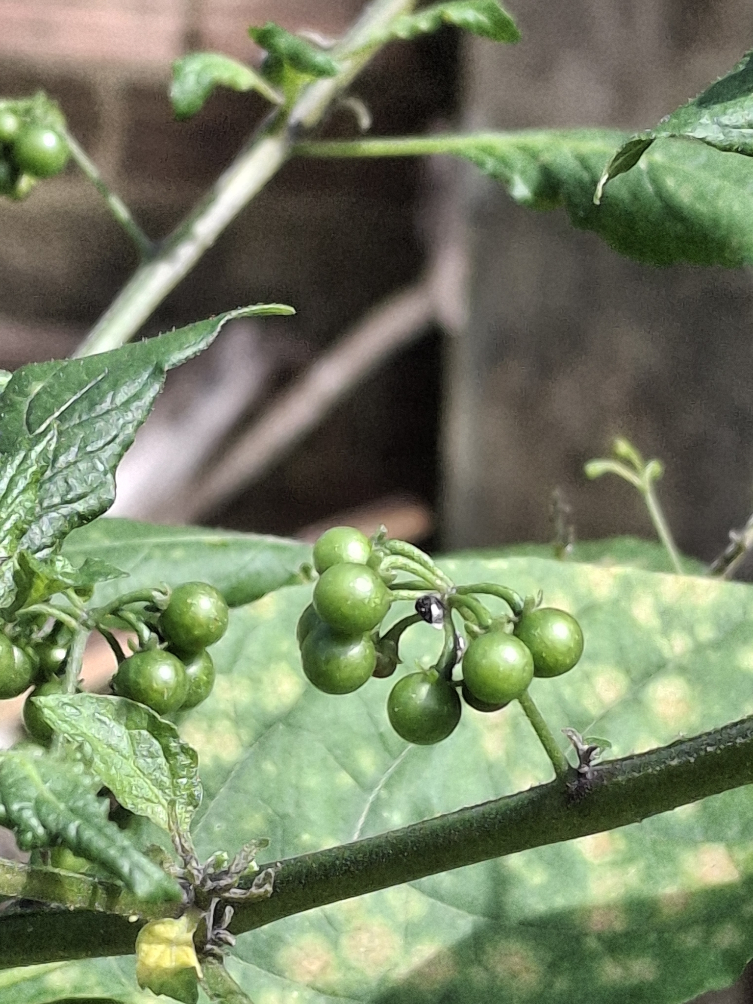 Solanum americanum