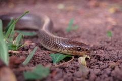 Paraphimophis rusticus