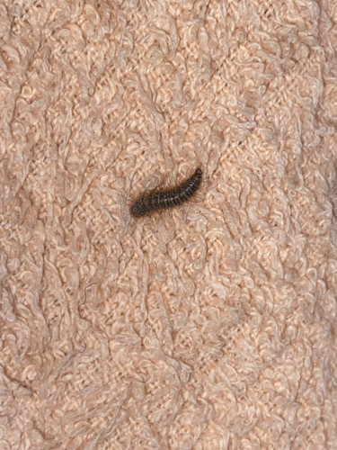 Larder Beetle