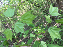 Acer leucoderme