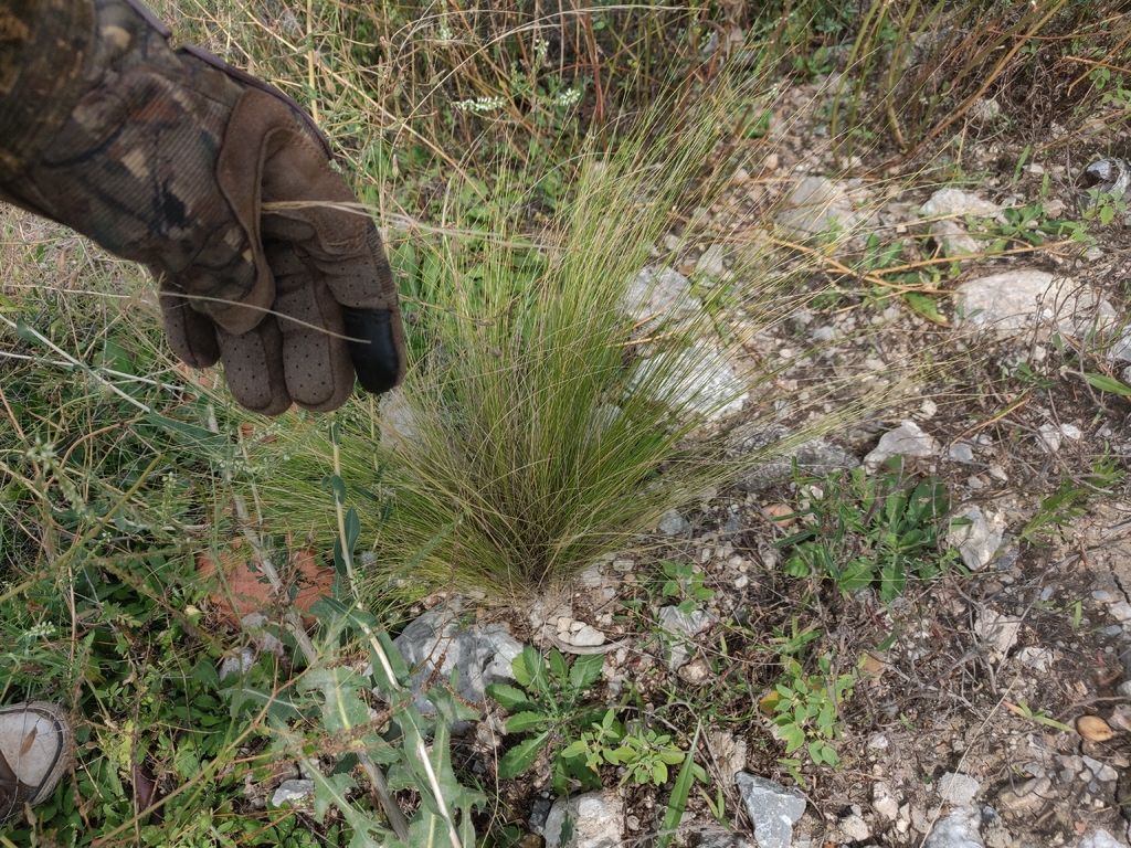 Nassella tenuissima; photograph author not stated, no rights reserved