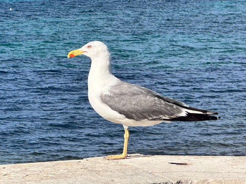 Yellow-legged Gull