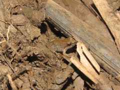 Leptodactylus petersii