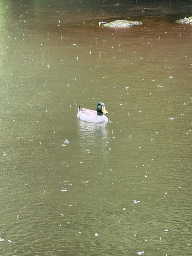 Mallard