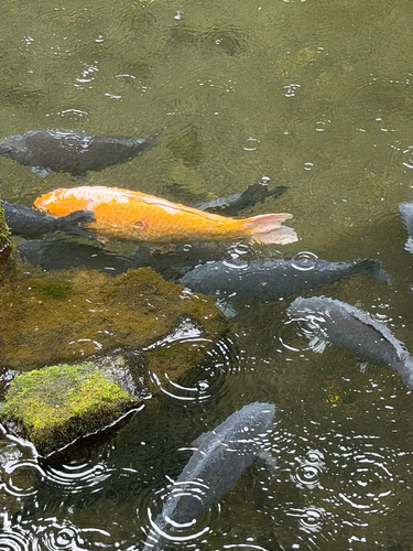 Amur Carp