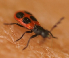 Pelonides quadripunctata