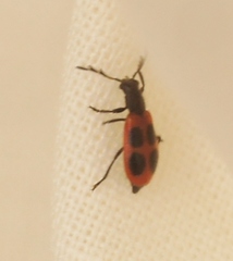 Pelonides quadripunctata