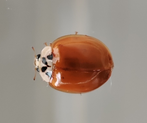 Asian Lady Beetle