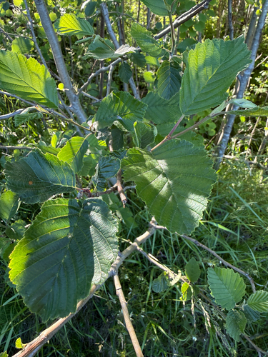 grey alder