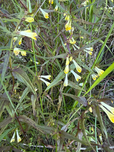 Common Cow-wheat