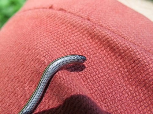 Epictia munoai