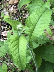 Parthenium auriculatum