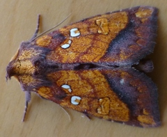 Papaipema leucostigma