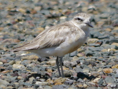 Charadrius obscurus
