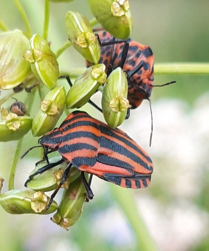 Continental Striped Shield Bug