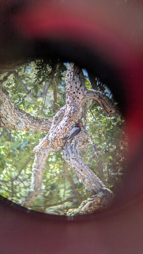 iNaturalist observation photo of Acorn Woodpecker