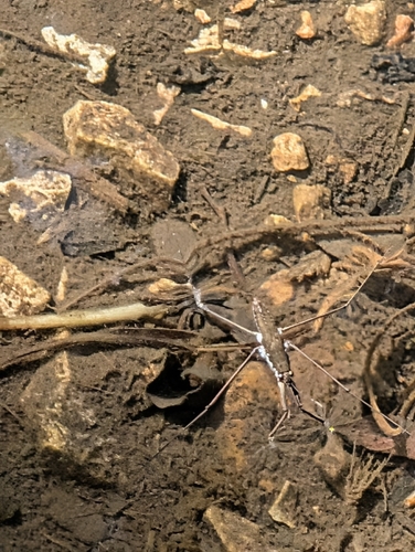 North American Common Water Strider