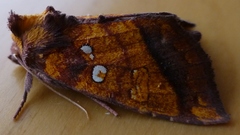 Papaipema leucostigma