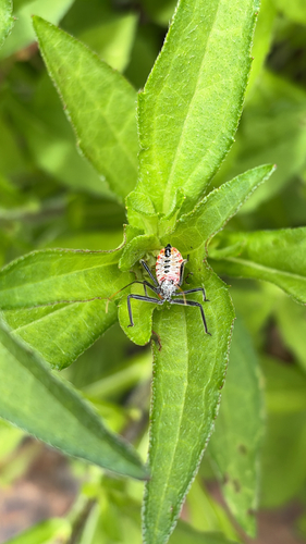 North American Wheel Bug