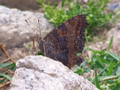 Aglais urticae chinensis