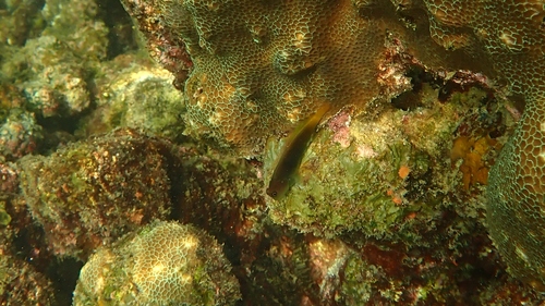Cirripectes filamentosus observed 2026-05-04
