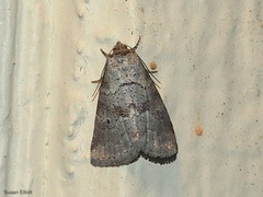 Hyperstrotia pervertens