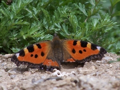 Aglais urticae chinensis