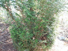 Thuja plicata