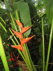 Heliconia stricta