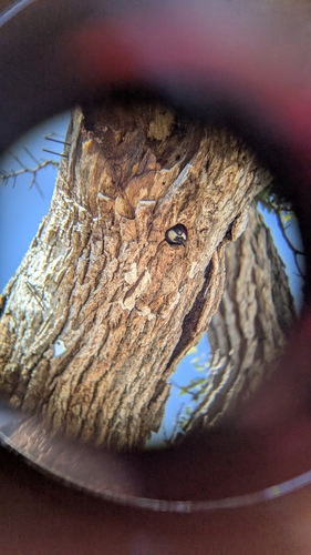 iNaturalist observation photo of Acorn Woodpecker