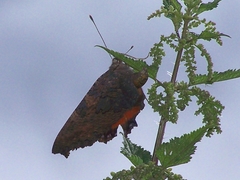 Aglais urticae chinensis