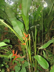 Heliconia stricta