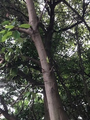 Tettigonia orientalis